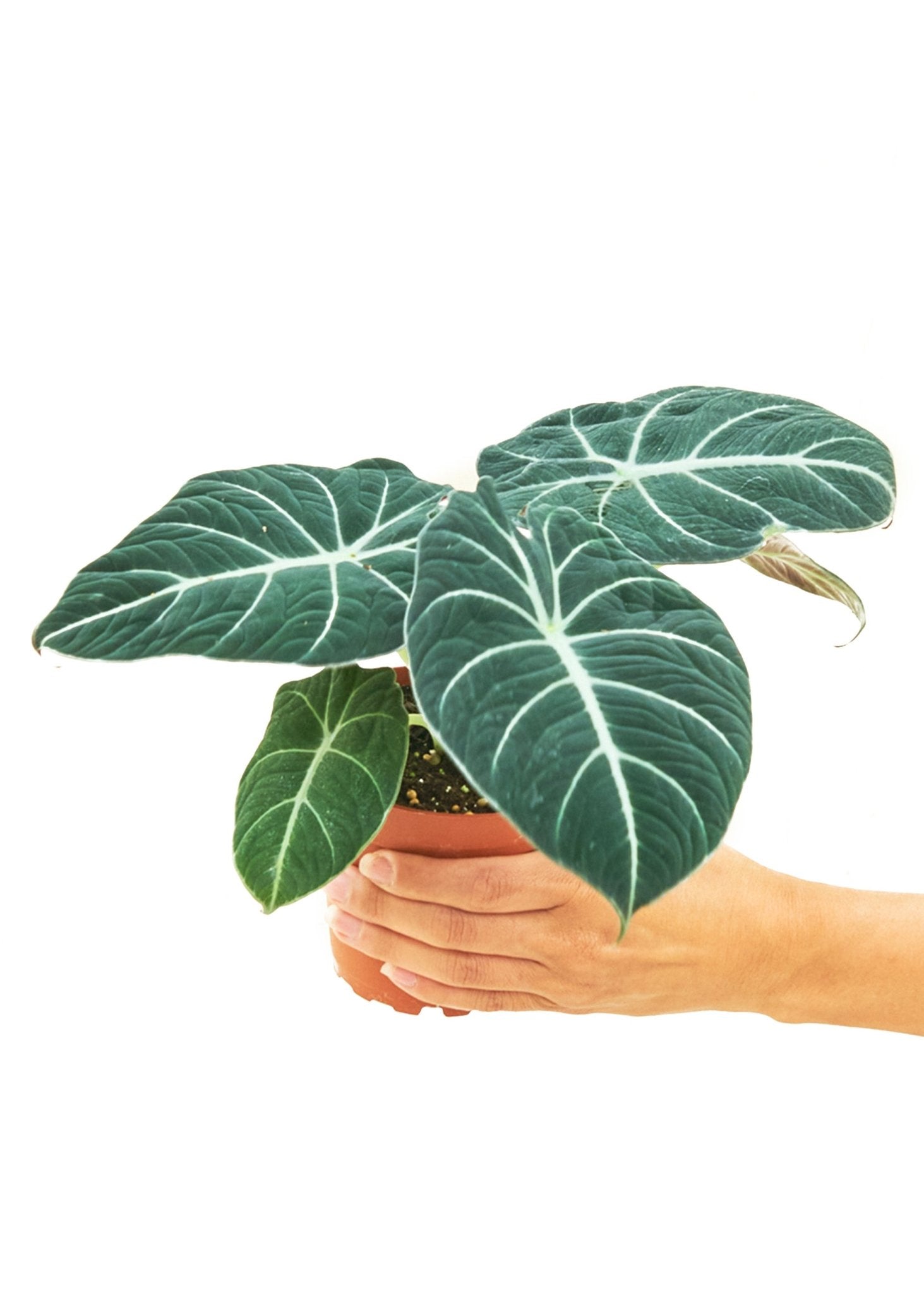 Alocasia 'Black Velvet' - Little Green Plant Shop Potted Houseplant