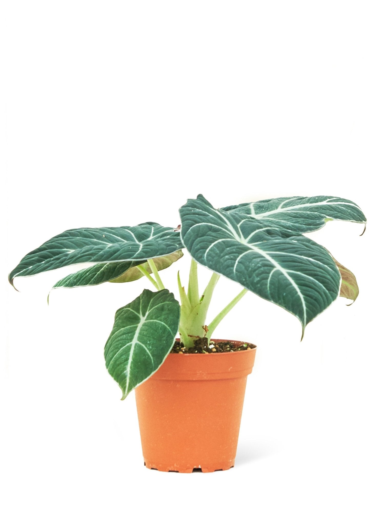 Alocasia 'Black Velvet' - Little Green Plant Shop Potted Houseplant