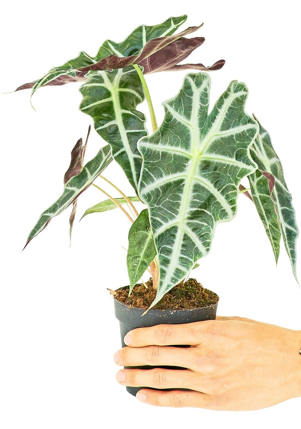 Alocasia 'Polly' - Little Green Plant Shop Potted Houseplant
