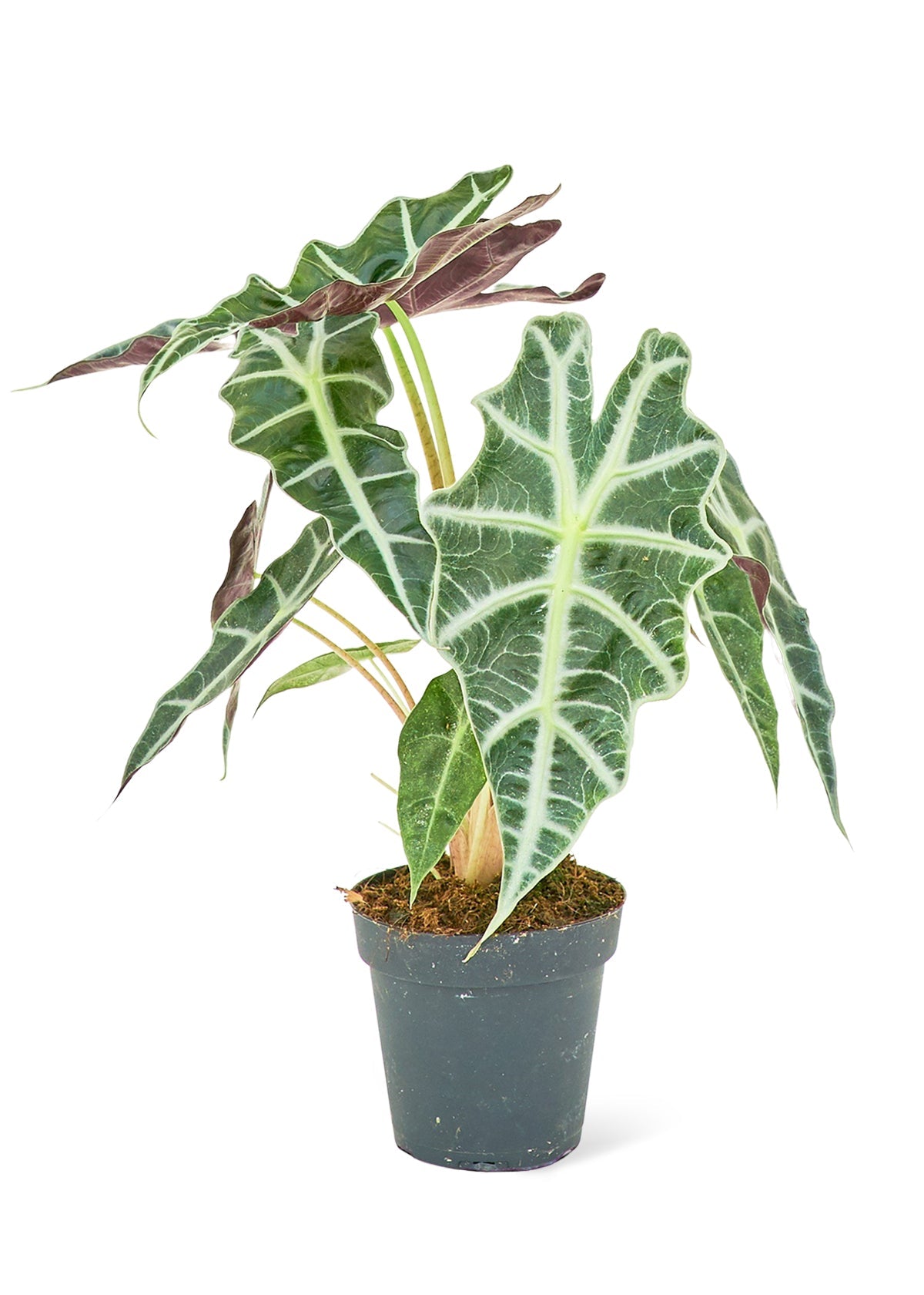 Alocasia 'Polly' - Little Green Plant Shop Potted Houseplant