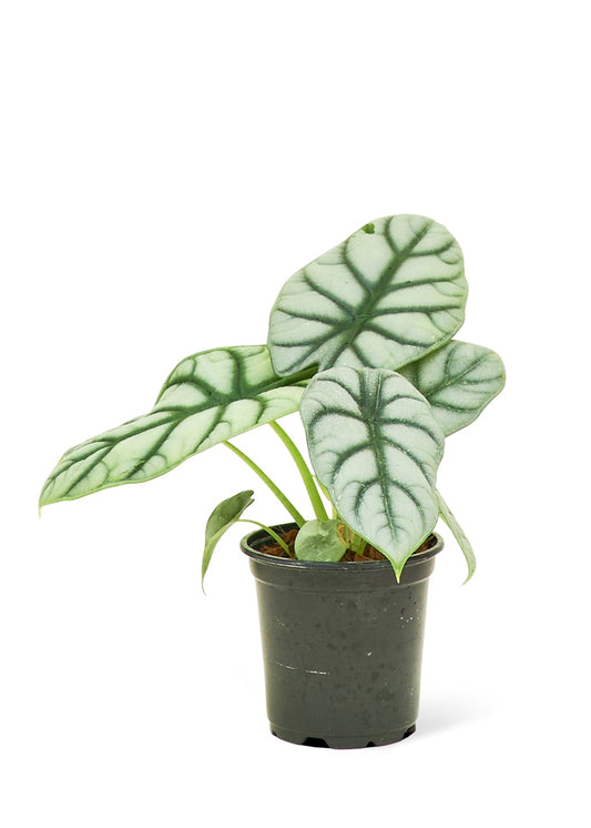 Alocasia 'Silver Dragon' - Little Green Plant Shop Potted Houseplant