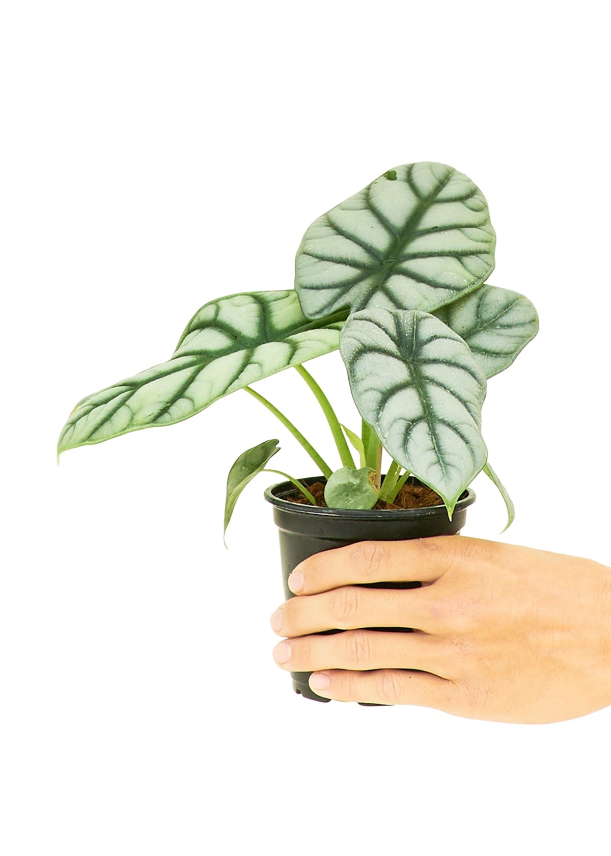 Alocasia 'Silver Dragon' - Little Green Plant Shop Potted Houseplant