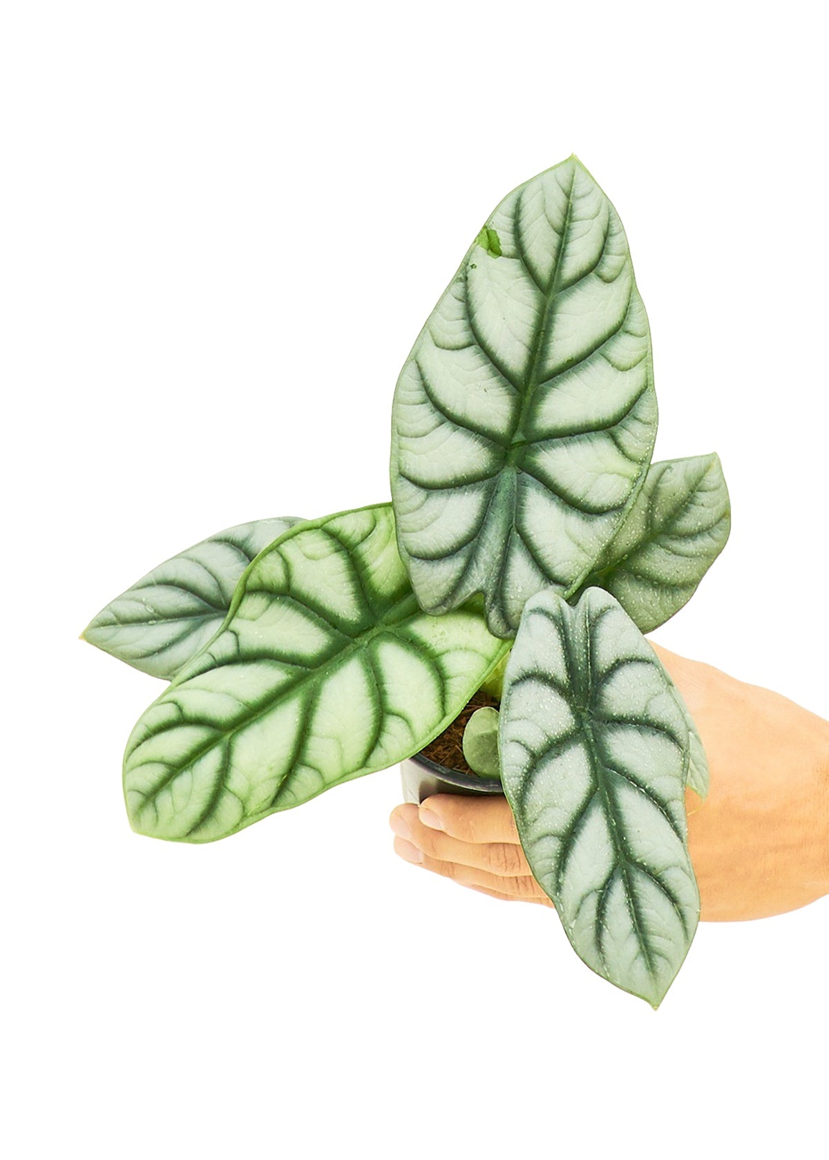 Alocasia 'Silver Dragon' - Little Green Plant Shop Potted Houseplant