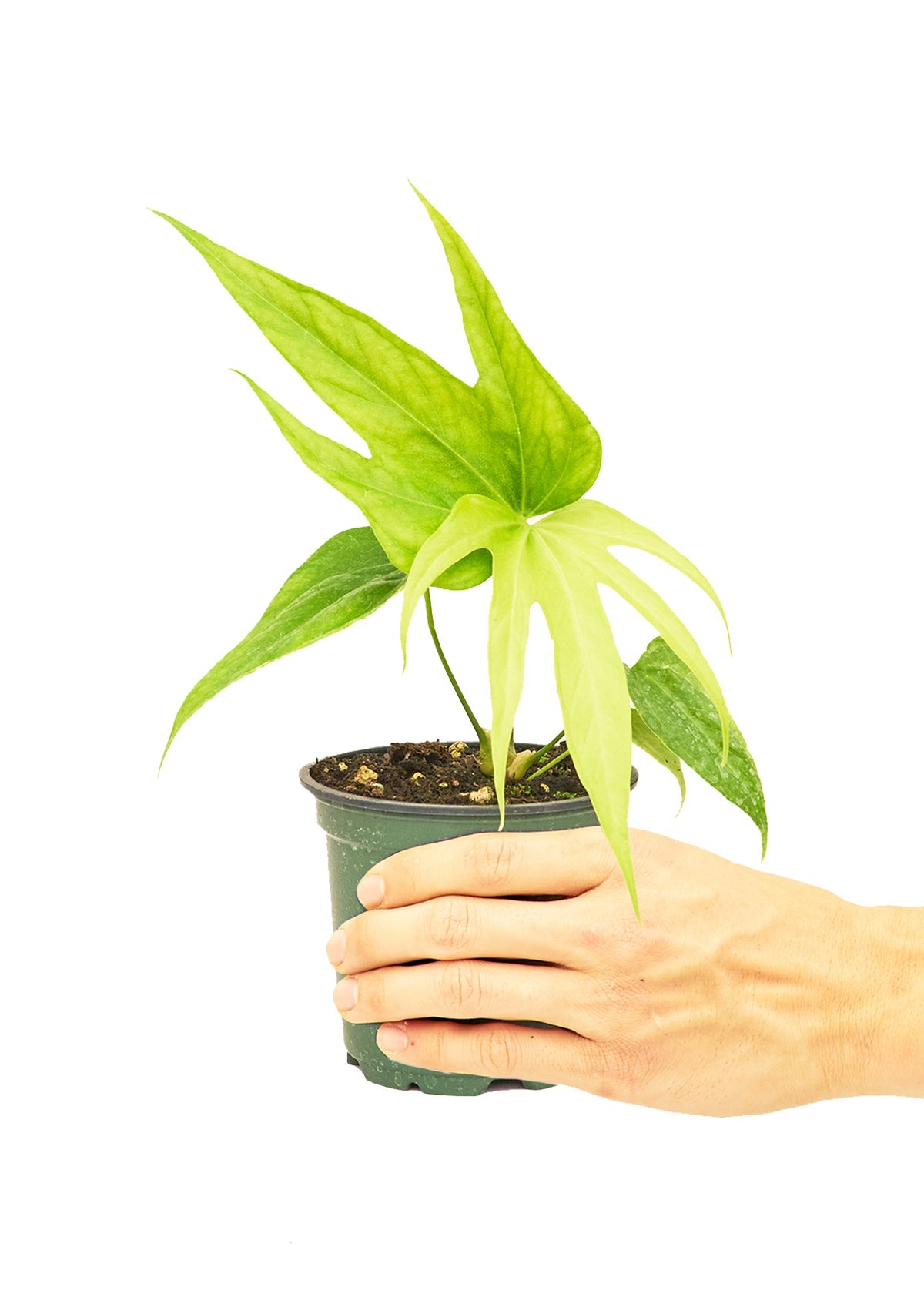 Anthurium 'Fingers' - Little Green Plant Shop Potted Houseplant