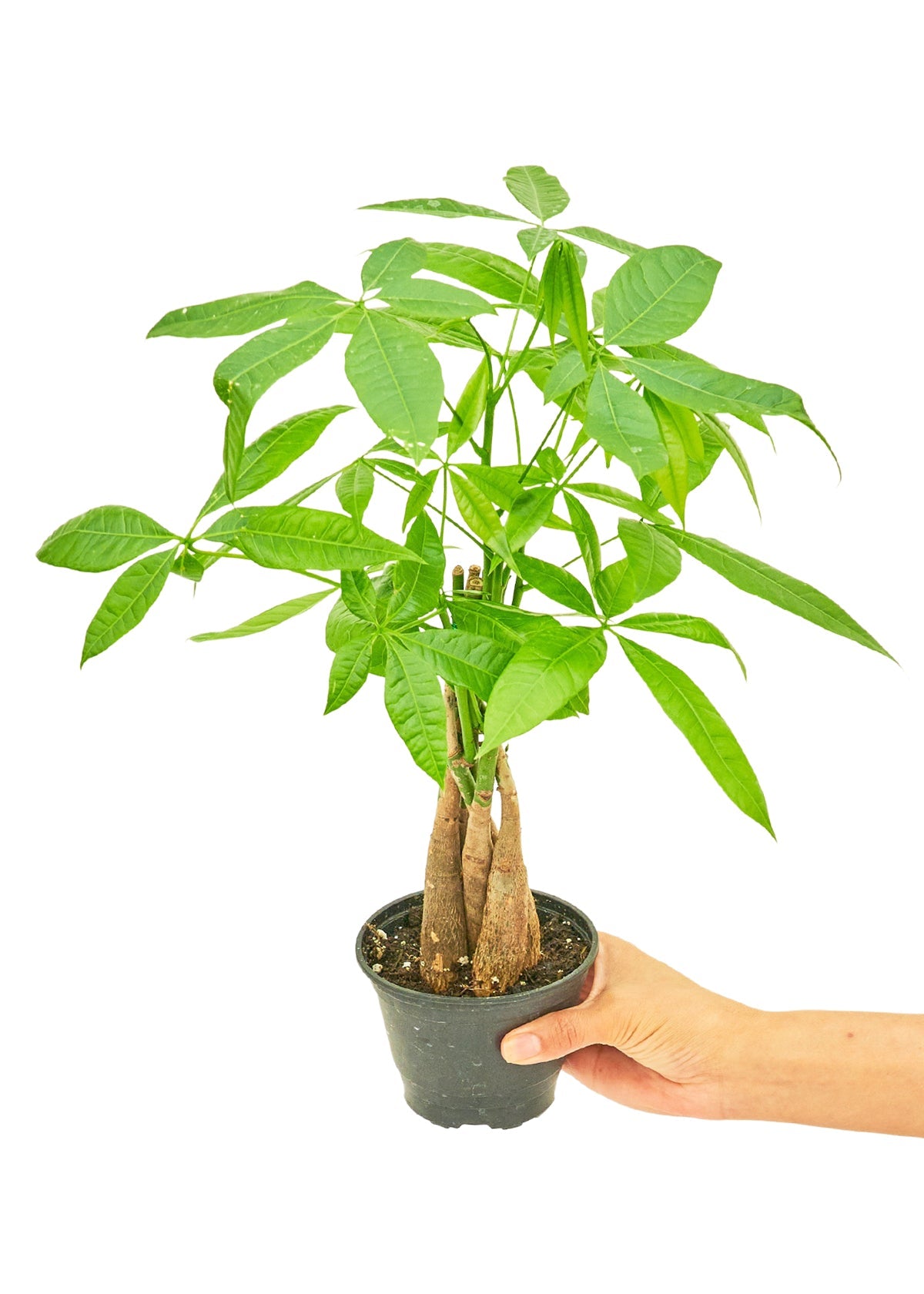 Braided Money Tree - Little Green Plant Shop Potted Houseplant