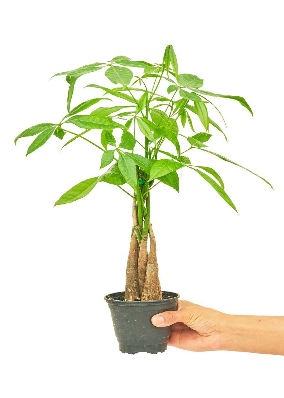 Braided Money Tree - Little Green Plant Shop Potted Houseplant