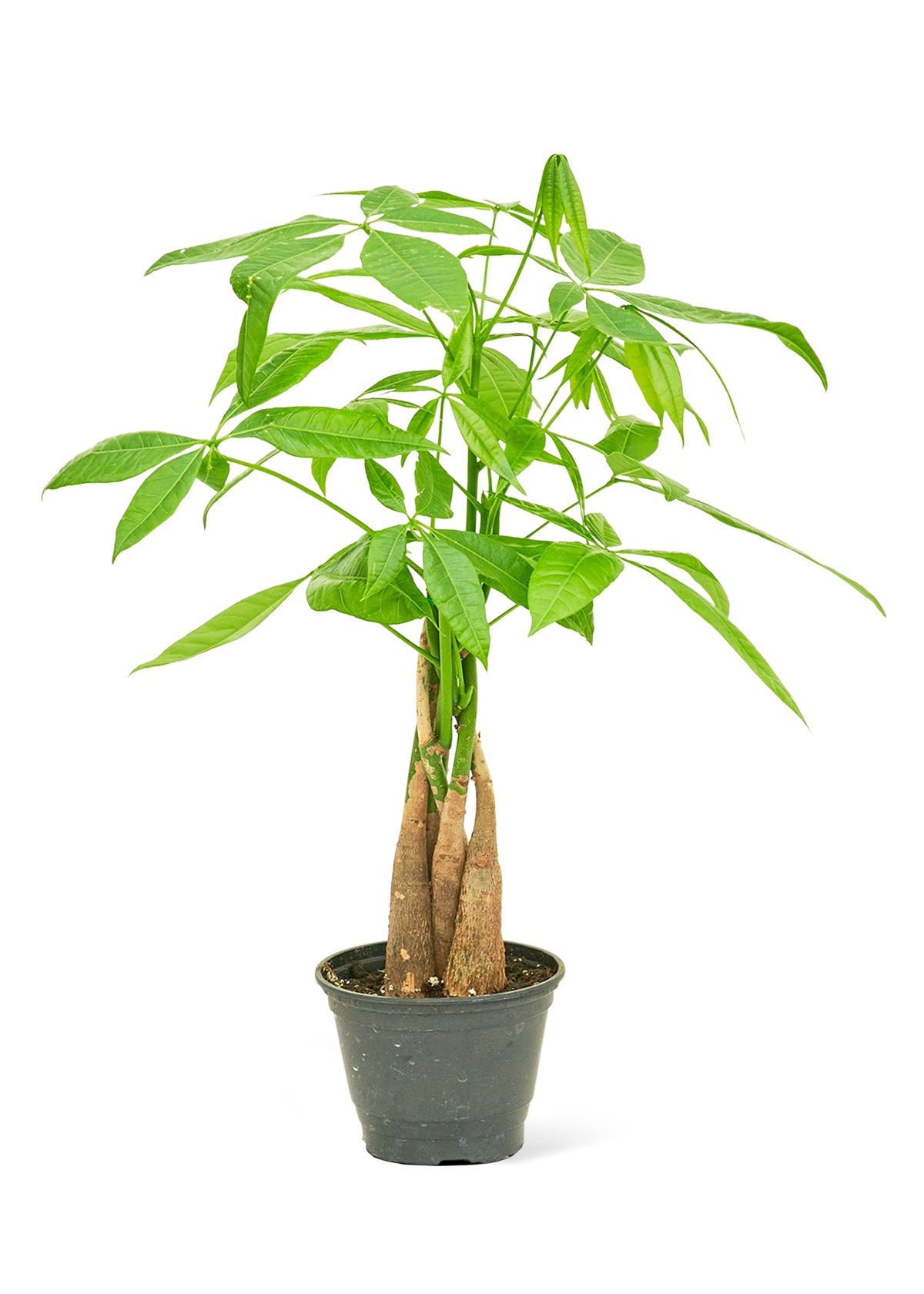 Braided Money Tree - Little Green Plant Shop Potted Houseplant