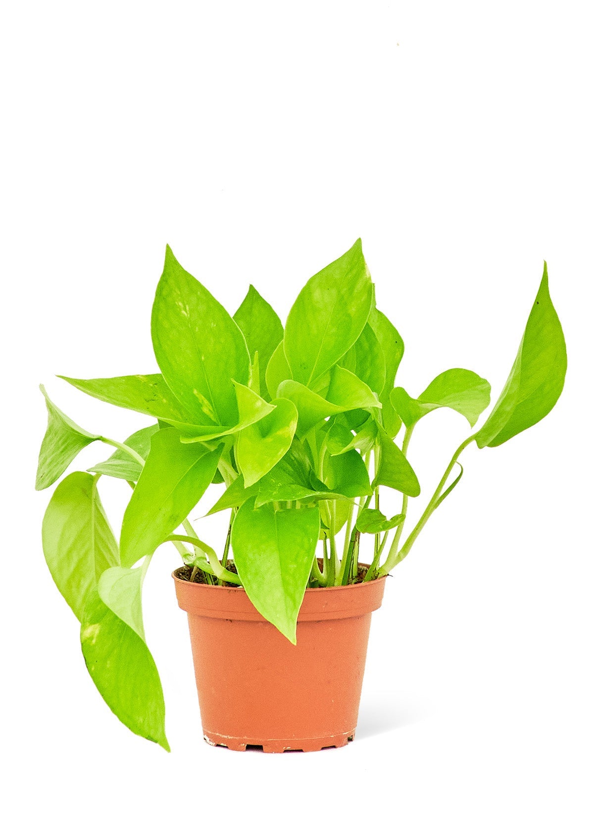 Golden Pothos - Little Green Plant Shop Potted Houseplant