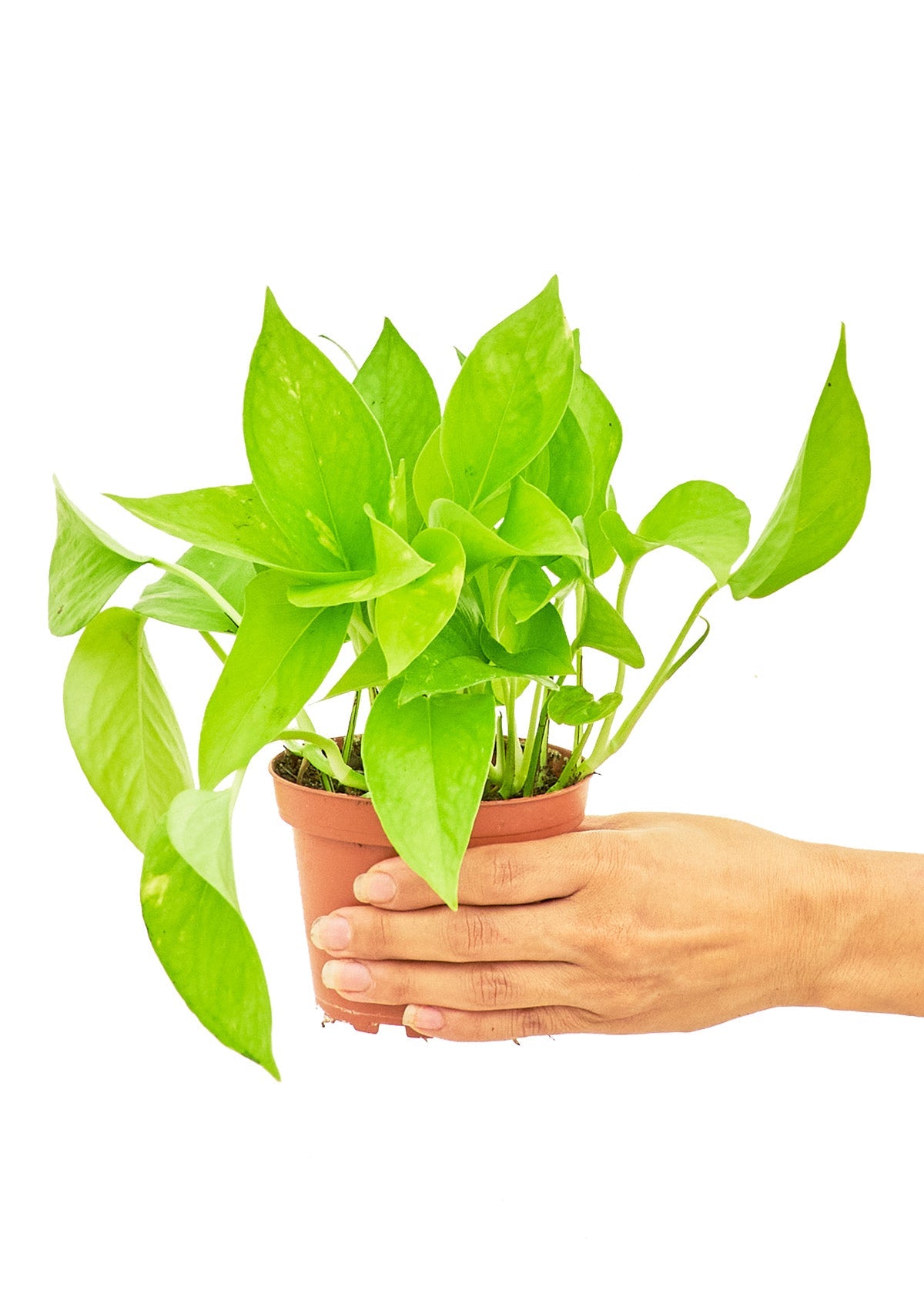 Golden Pothos - Little Green Plant Shop Potted Houseplant