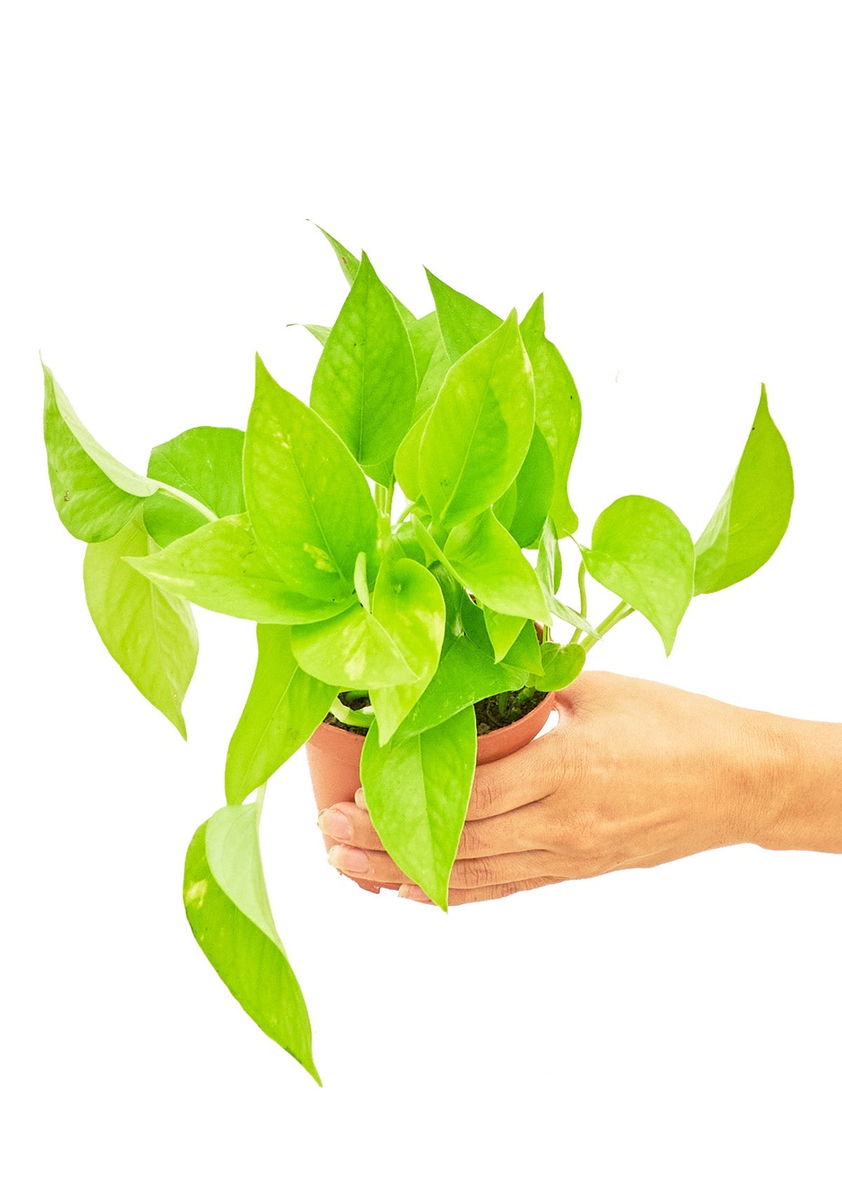 Golden Pothos - Little Green Plant Shop Potted Houseplant