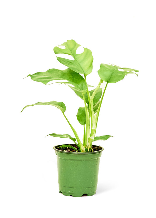 Mini Monstera - Little Green Plant Shop