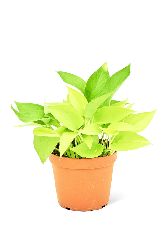 Neon Pothos - Little Green Plant Shop Potted Houseplant