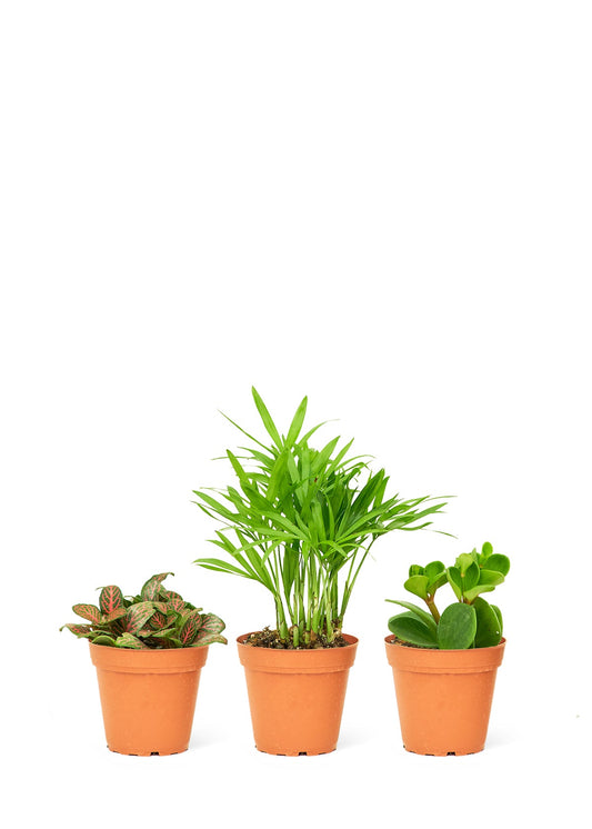 Pet Friendly Bundle - Little Green Plant Shop Potted Houseplant