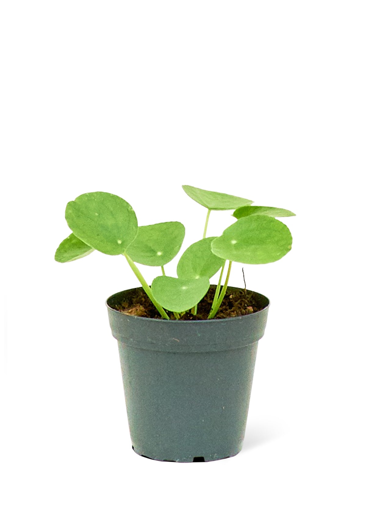 Pilea Peperomioides, 'Chinese Money Plant' - Little Green Plant Shop Potted Houseplant