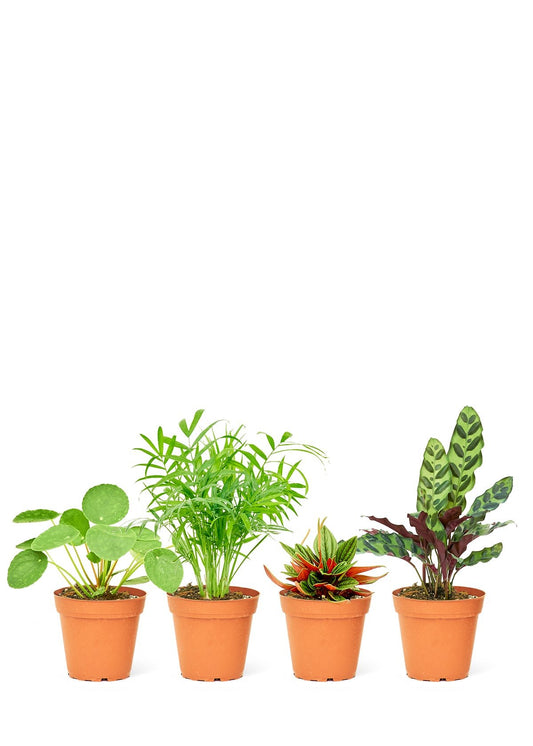 Surprise! Pet Friendly Assorted Box [4-Pack] - Little Green Plant Shop Potted Houseplant