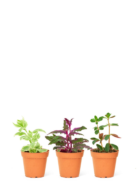 Surprise Tropical Trio - Little Green Plant Shop Potted Houseplant