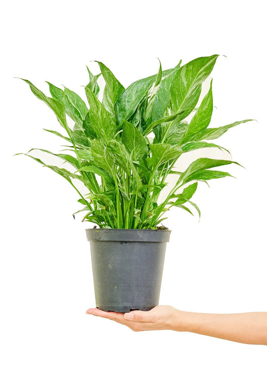 Variegated Peace Lily - Little Green Plant Shop Potted Houseplant