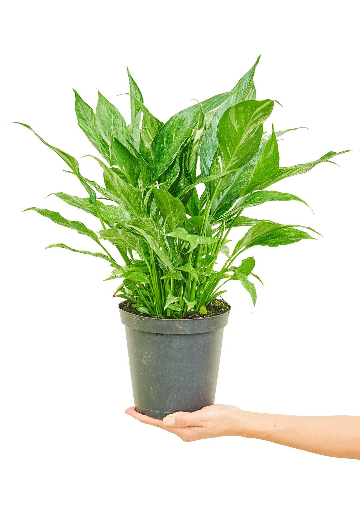 Variegated Peace Lily - Little Green Plant Shop Potted Houseplant