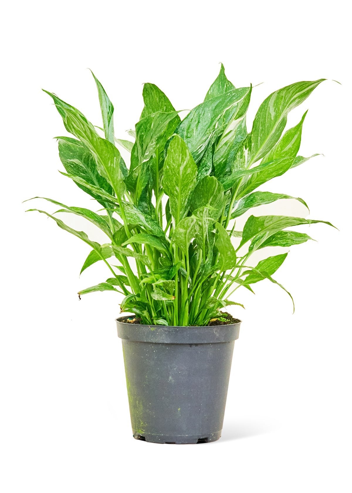 Variegated Peace Lily - Little Green Plant Shop Potted Houseplant