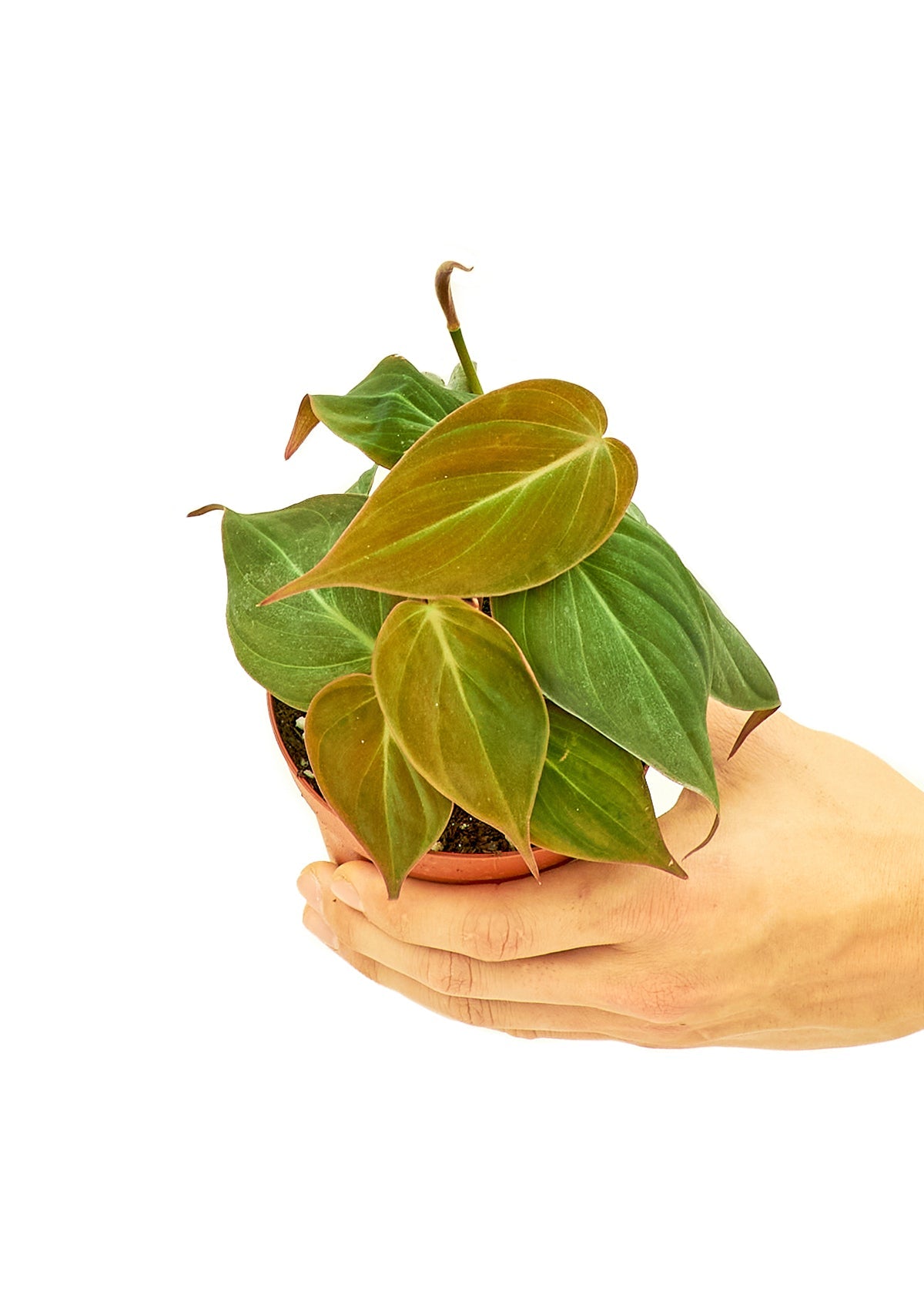 Velvet Leaf Philodendron - Little Green Plant Shop Potted Houseplant