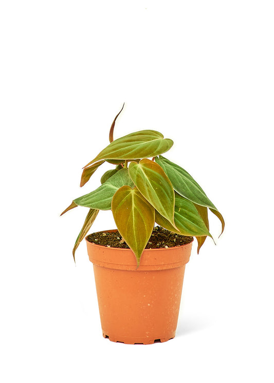 Velvet Leaf Philodendron - Little Green Plant Shop Potted Houseplant