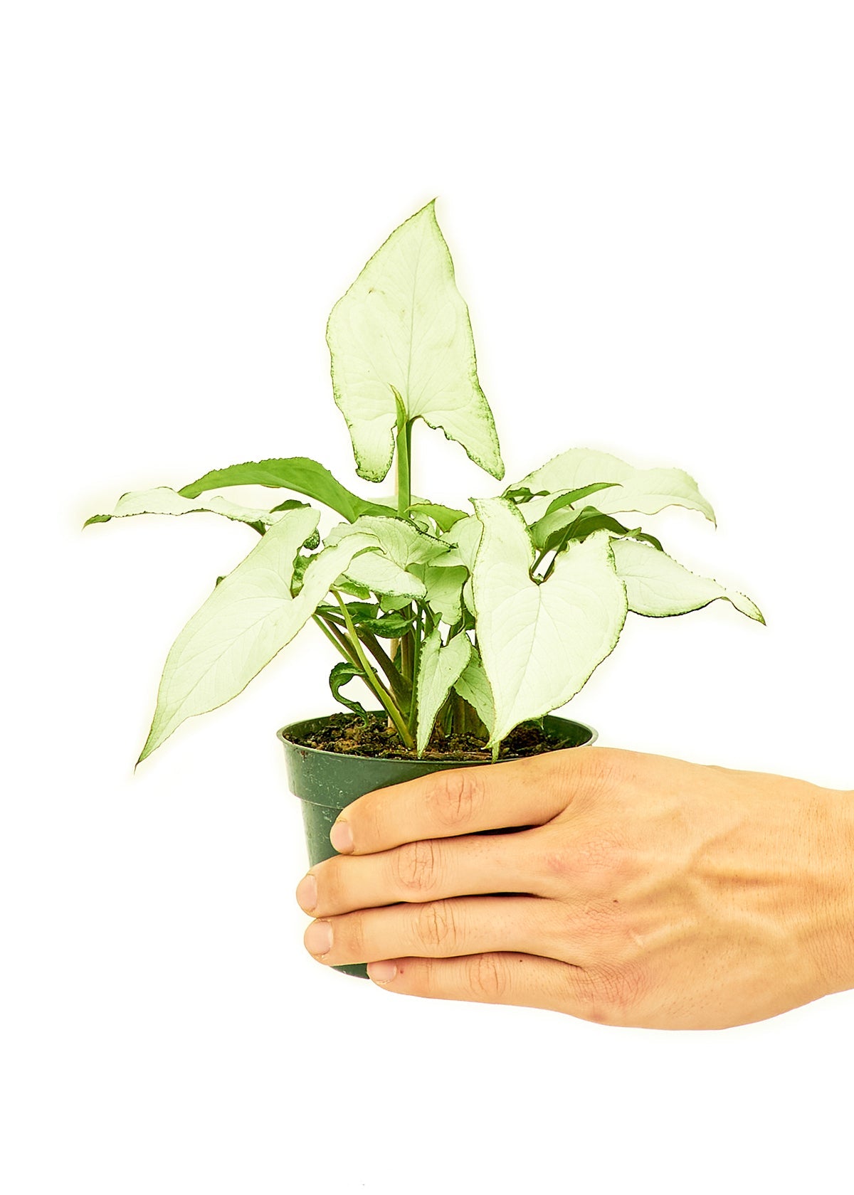 White Arrowhead Plant - Little Green Plant Shop Potted Houseplant