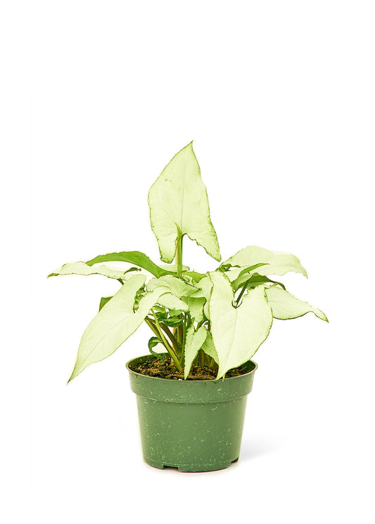 White Arrowhead Plant - Little Green Plant Shop Potted Houseplant