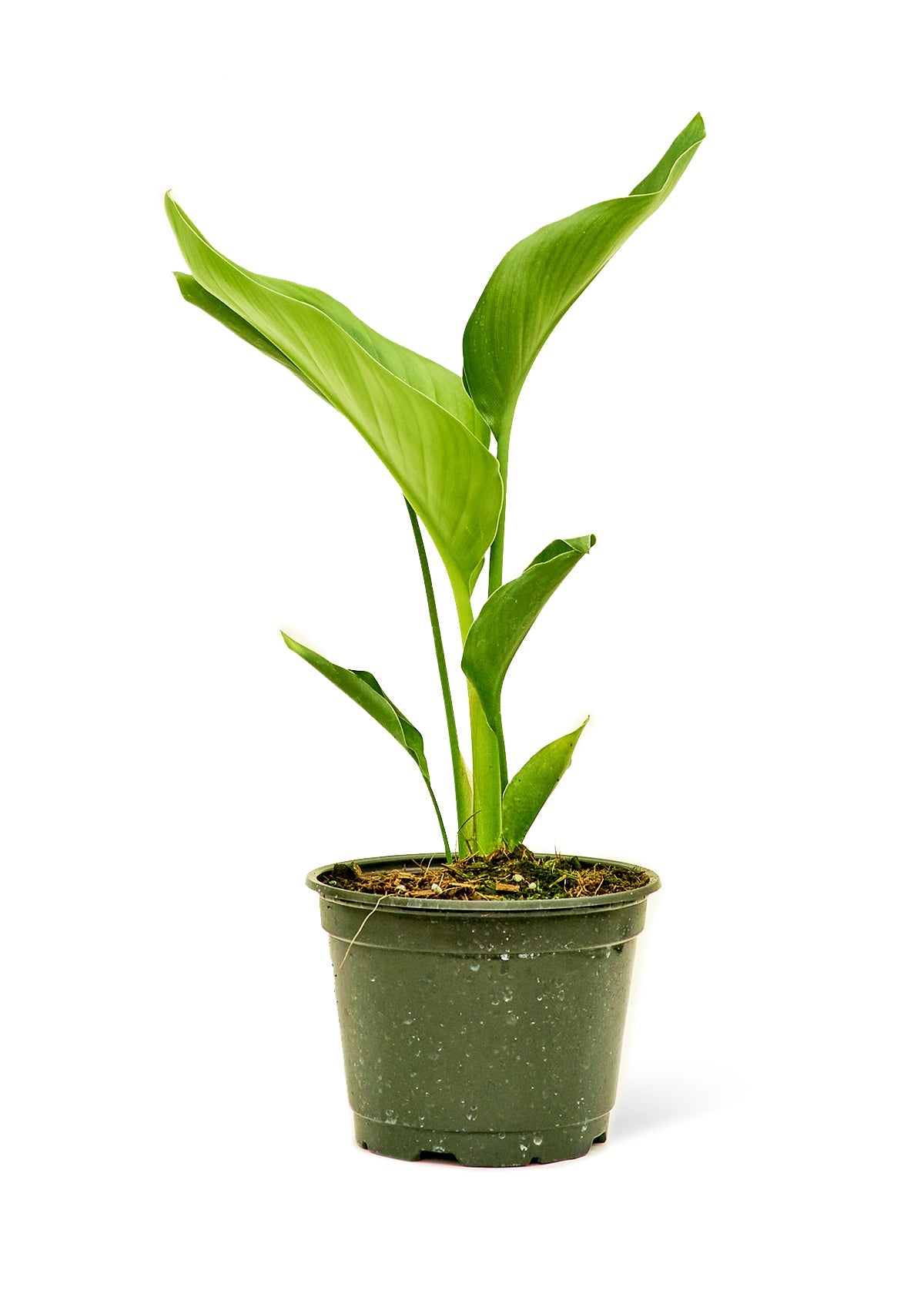White Bird of Paradise - Little Green Plant Shop Potted Houseplant