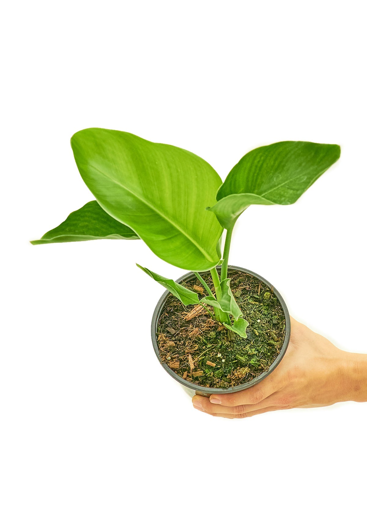 White Bird of Paradise - Little Green Plant Shop Potted Houseplant