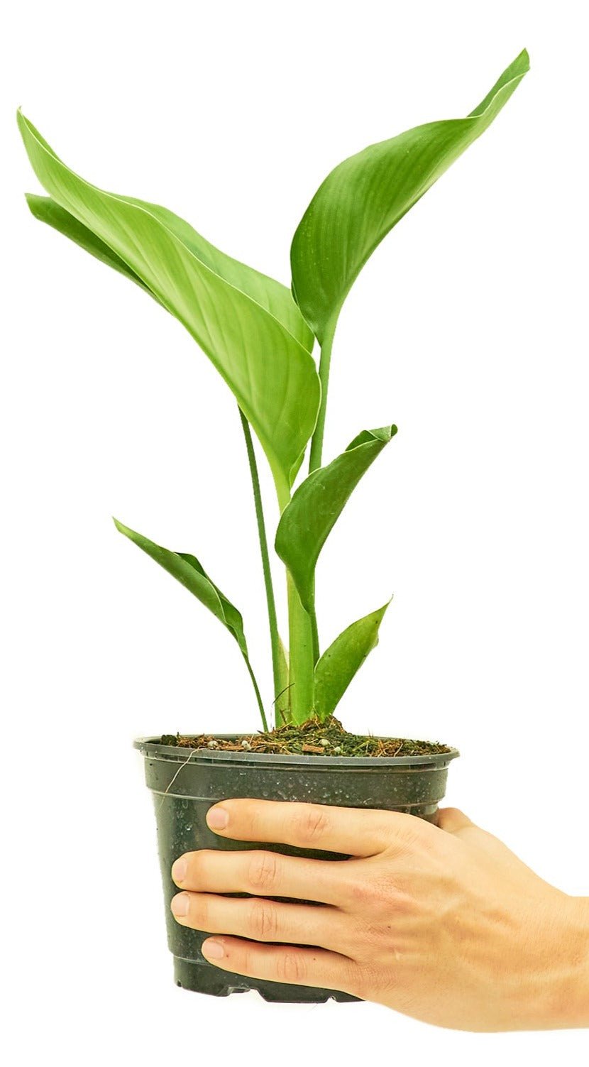 White Bird of Paradise - Little Green Plant Shop Potted Houseplant